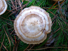 Clitocybe albirhiza