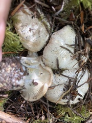 Cantharellus subalbidus