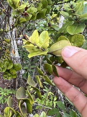 Metrosideros polymorpha