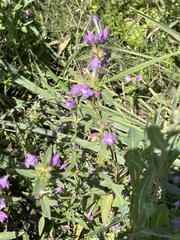 Galeopsis ladanum