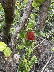 Metrosideros polymorpha