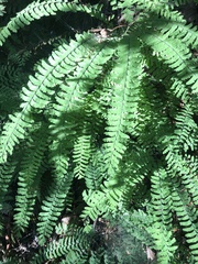 Adiantum aleuticum