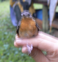 Sciaphylax hemimelaena