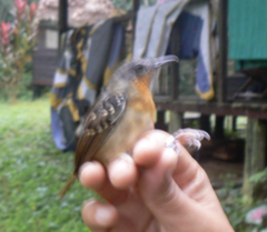 Sciaphylax hemimelaena