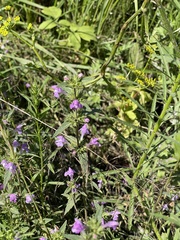 Galeopsis ladanum