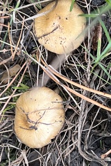 Pseudosperma