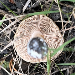 Pseudosperma