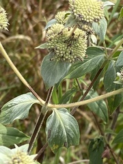 Pycnanthemum muticum