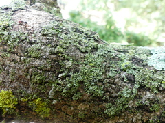 Phaeophyscia orbicularis