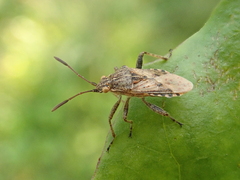 Stictopleurus punctatonervosus