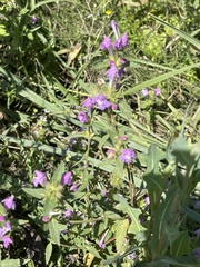 Galeopsis ladanum