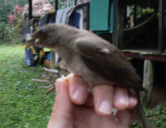 Turdus ignobilis