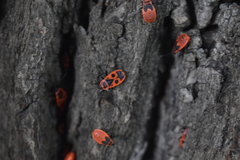 Pyrrhocoris apterus