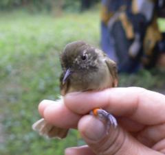 Epinecrophylla leucophthalma