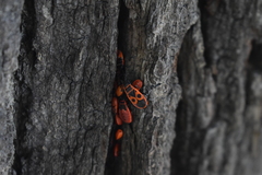 Pyrrhocoris apterus