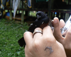 Sporophila angolensis