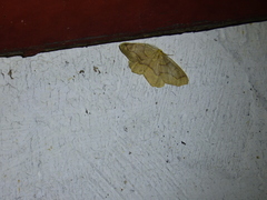 Lambdina fiscellaria