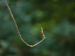 Calopteryx haemorrhoidalis