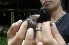 Sporophila angolensis