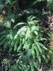 Adiantum aleuticum