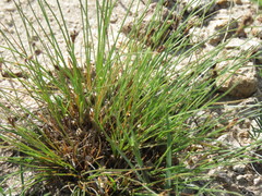 Bulbostylis tenuifolia