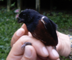 Sporophila angolensis