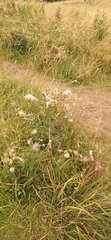 Cirsium arvense