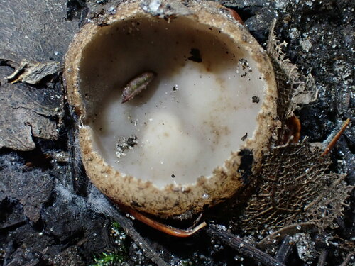 Representative image of Geopora cervina