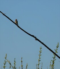 Luscinia svecica