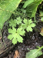 Petasites frigidus palmatus