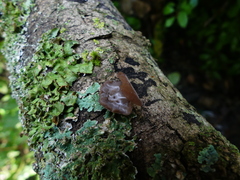 Auricularia auricula-judae