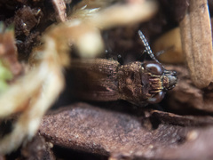 Notiophilus sylvaticus