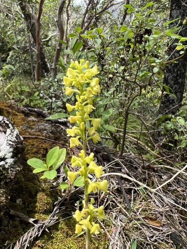 Polystachya concreta