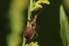 Himacerus mirmicoides