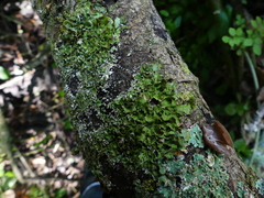 Pleurosticta acetabulum