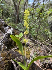 Polystachya concreta