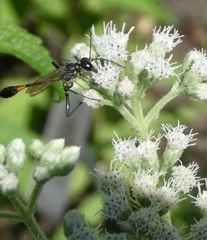 Ammophila