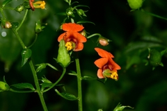 Alonsoa meridionalis