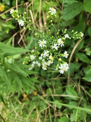 Symphyotrichum urophyllum