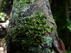 Pleurosticta acetabulum