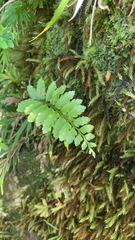 Asplenium