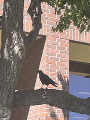 Corvus brachyrhynchos