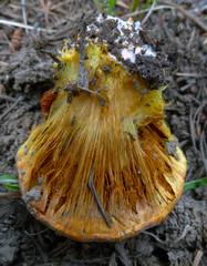 Cortinarius verrucisporus