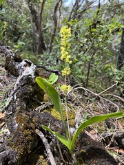 Polystachya concreta