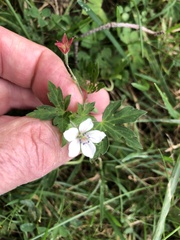 Geranium sibiricum