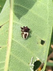 Salticidae