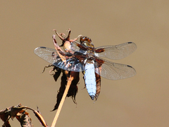 Libellula depressa