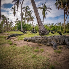 Crocodylus acutus