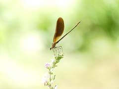 Calopteryx haemorrhoidalis