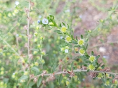 Lappula occidentalis